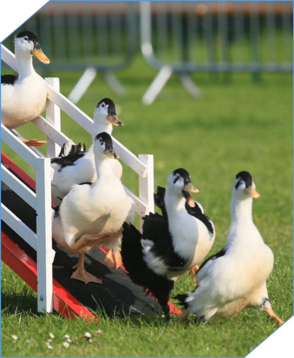 K9 Quackers sheepdog and duck herding display K9 Quackers sheepdog and duck herding display
