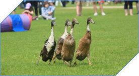 Duck herding for all events