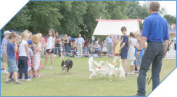 duck herding display