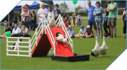 sheepdog and duck herding displays
